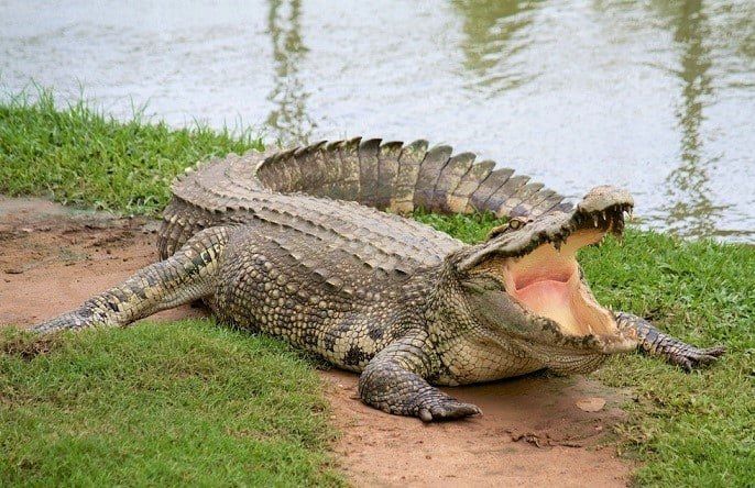 Cá sấu thích nuốt đá để cân bằng cơ thể và bảo vệ dạ dày