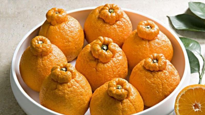 Cam lồi Nhật Bản: gần 2 triệu đồng 1 quả