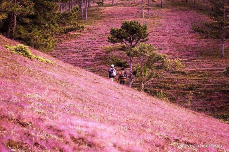 Cánh đồng hoa cỏ hồng ở Đà Lạt