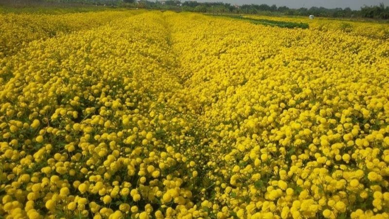 Cánh đồng hoa cúc vàng ở Hưng Yên