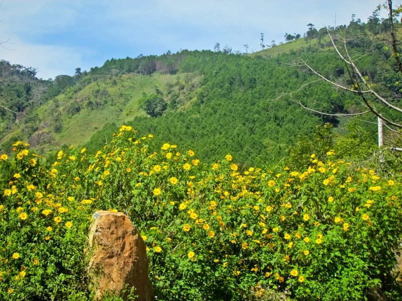 Cánh đồng hoa dã quỳ ở Đà Lạt