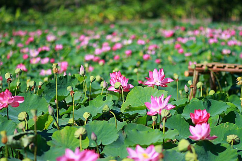 Cánh đồng hoa sen ở Đồng Tháp