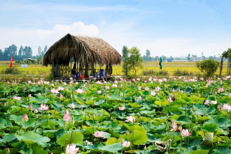 Cánh đồng hoa sen ở Đồng Tháp