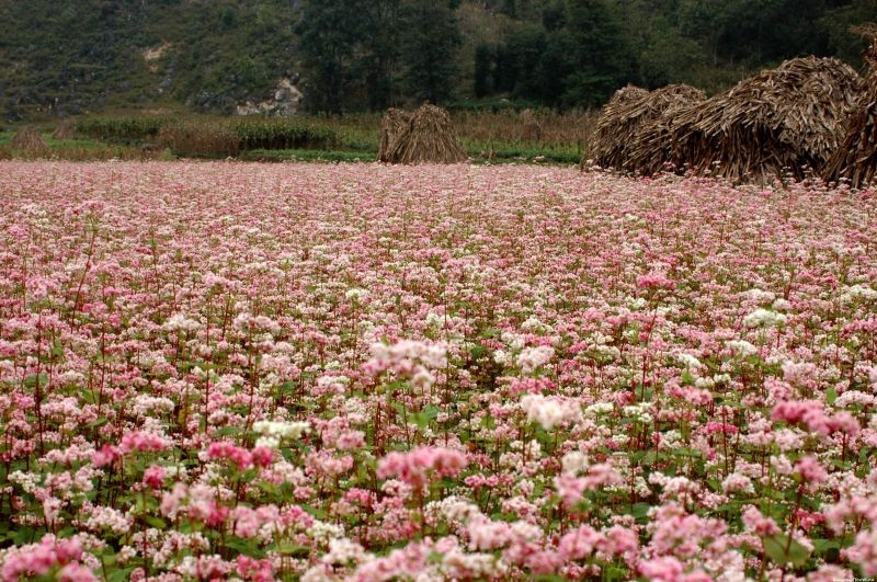 Cánh đồng hoa tam giác mạch ở Hà Giang