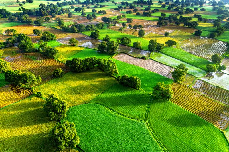 Ruộng Bình Dương