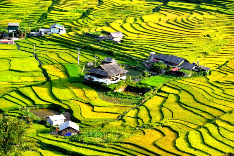 Hương vị quê xưa