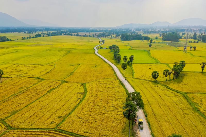 Cánh đồng mùa hạ