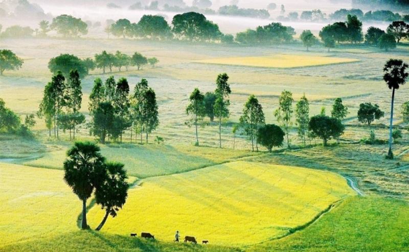 Cánh đồng bao la