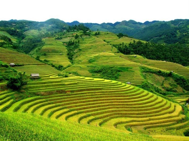 Quê tôi