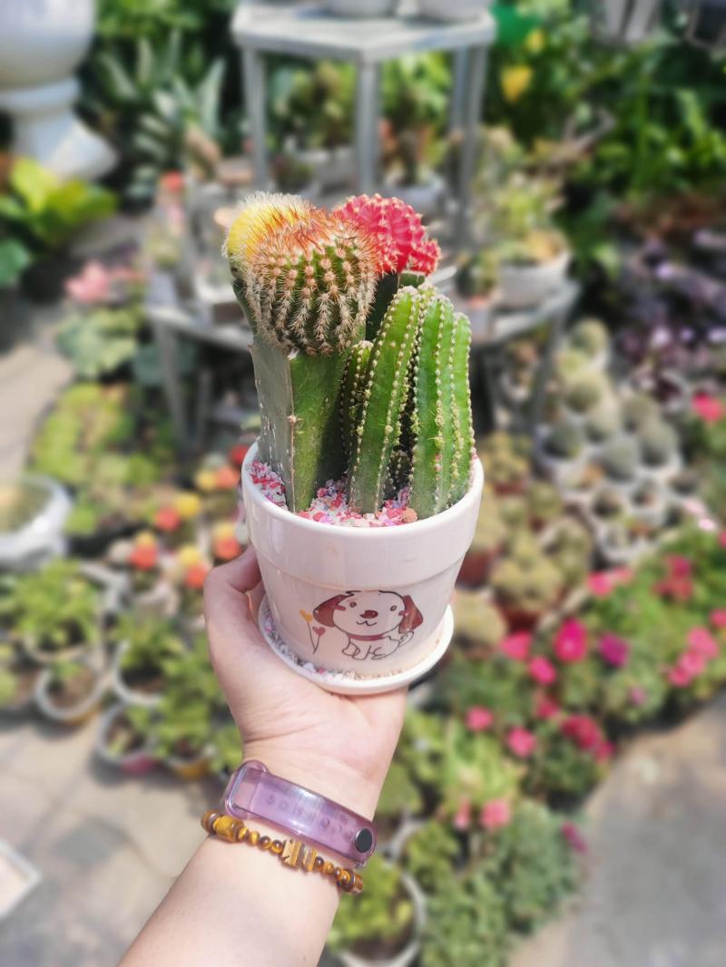 Cây Cảnh Thành Được