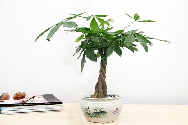 Cây Kim Ngân