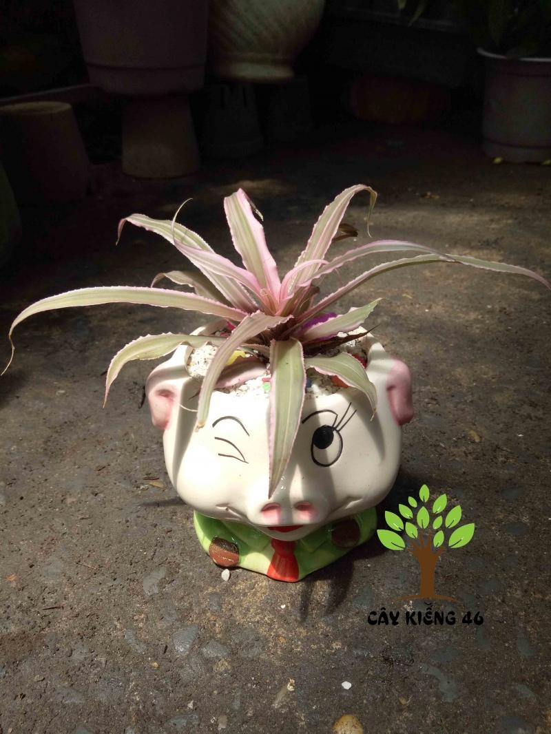 Chậu Lê Phụng Cơ ngộ nghĩnh