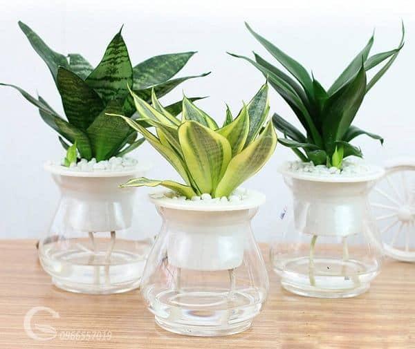 Cây Lưỡi Hổ