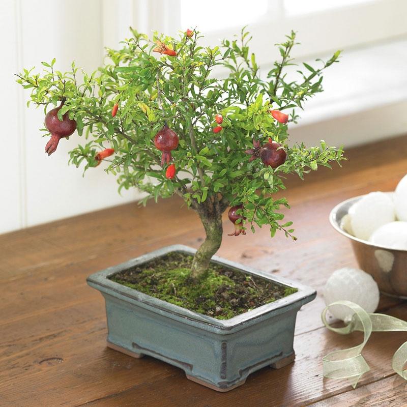 Bình lựu bonsai