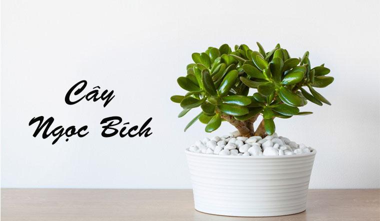Cây Ngọc Bích
