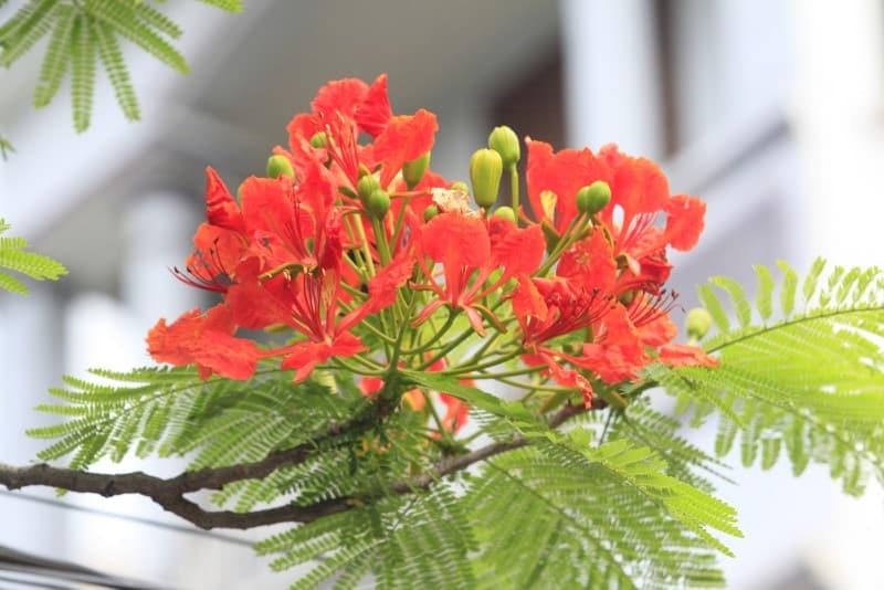 Hồi ức mùa hè