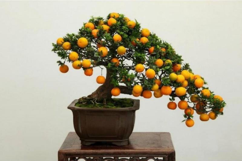 Những trái quất vàng ươm sai trĩu cành.