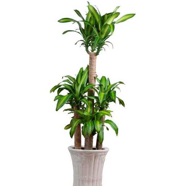 Cây Thiết Mộc Lan