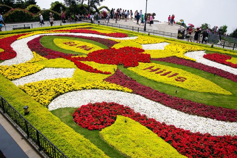 Vẻ đẹp của hoa đào chuông trên đỉnh Bà Nà