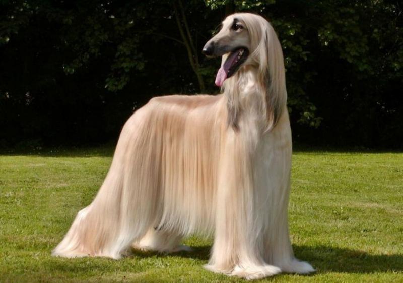 Chó Afghan