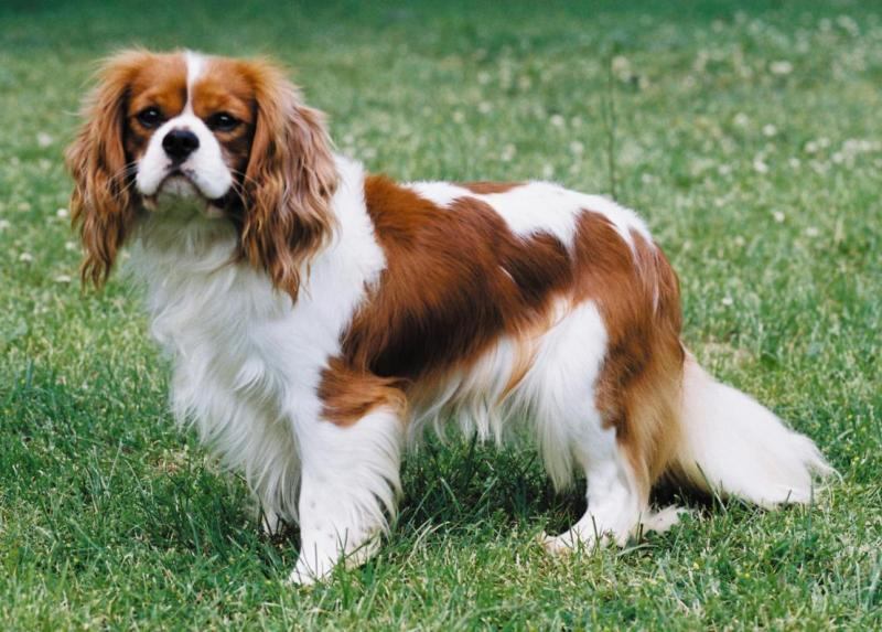 Chó Cavalier King Charles Spaniel có não to hơn cả hộp sọ
