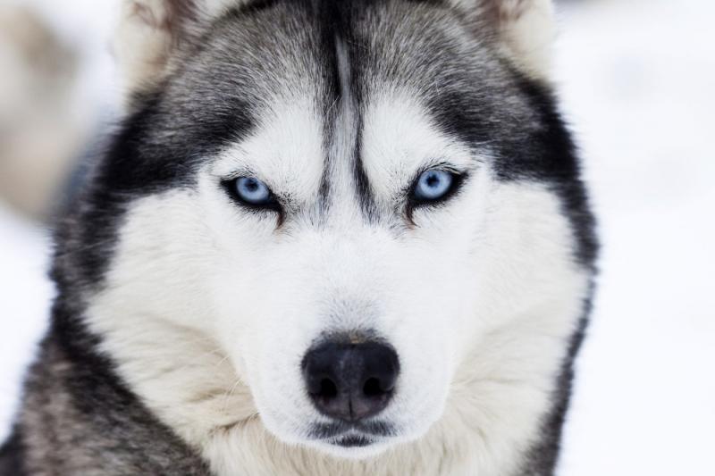 Chó Husky