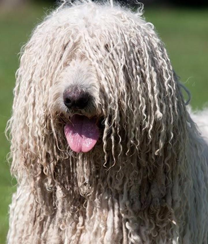 Chó Komondor