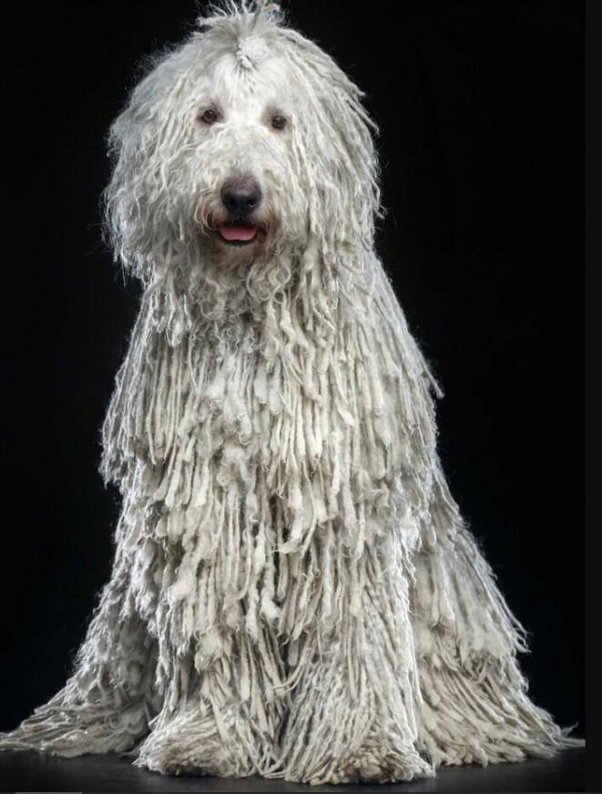Chó Komondor