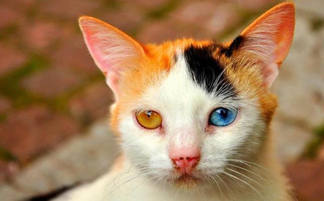 Chú mèo với màu mắt đa sắc một bên vàng óng còn một bên xanh biếc như màu trời