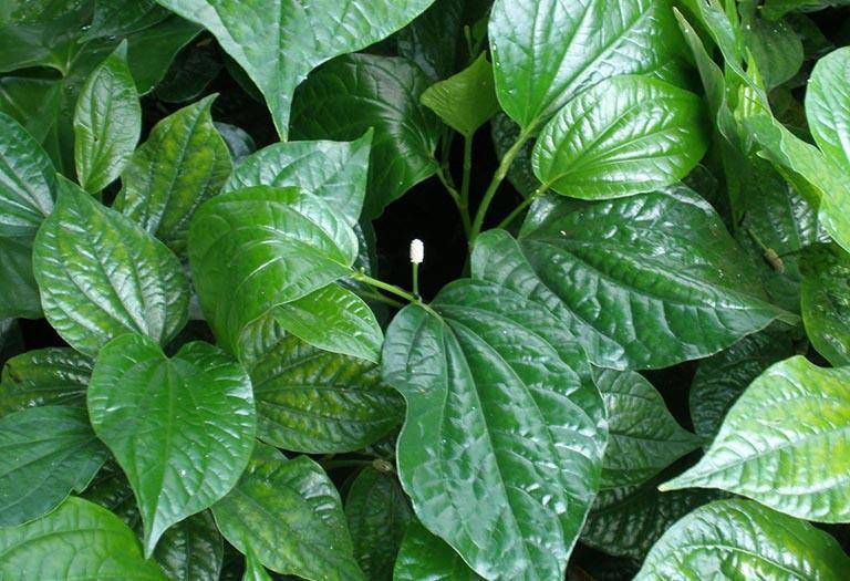 Ăn phải thực phẩm gây ít sữa