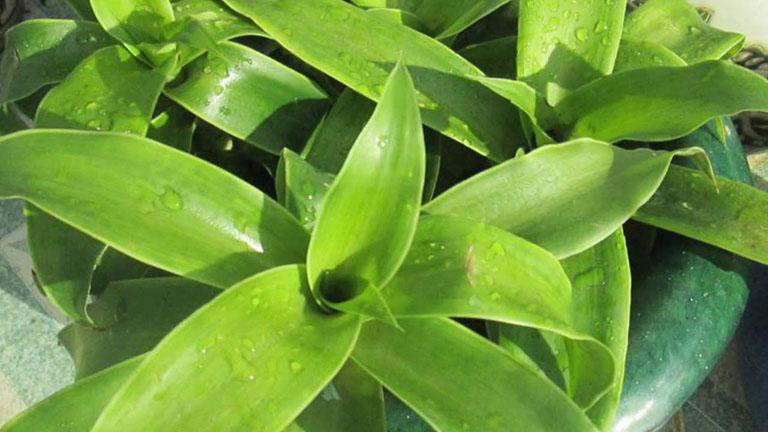 Chữa viêm xoang bằng cây lược vàng
