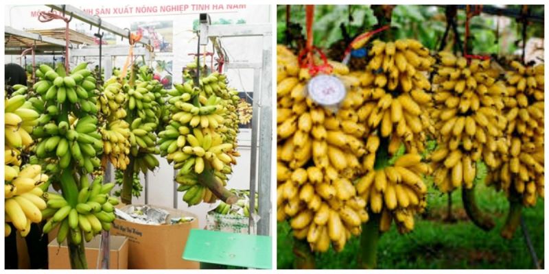 Chuối ngự Đại Hoàng