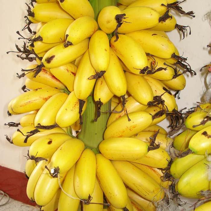 Chuối ngự Đại Hoàng