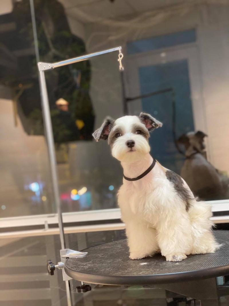 IU Pets