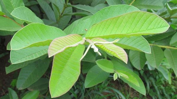 Trị viêm đại tràng bằng lá ổi vừa an toàn vừa hiệu quả