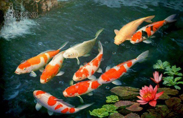 Trại Koi Jpkoi