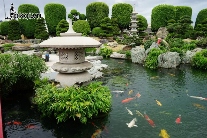 Trại Koi Jpkoi