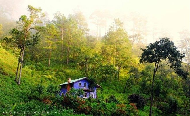 Thông xanh - loài cây gắn liền với Đà Lạt