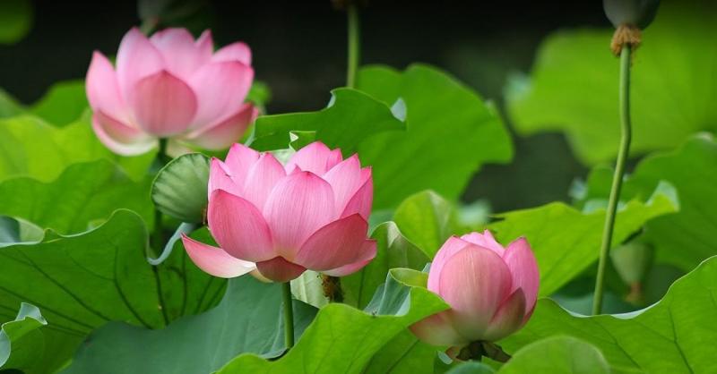 Thế tục