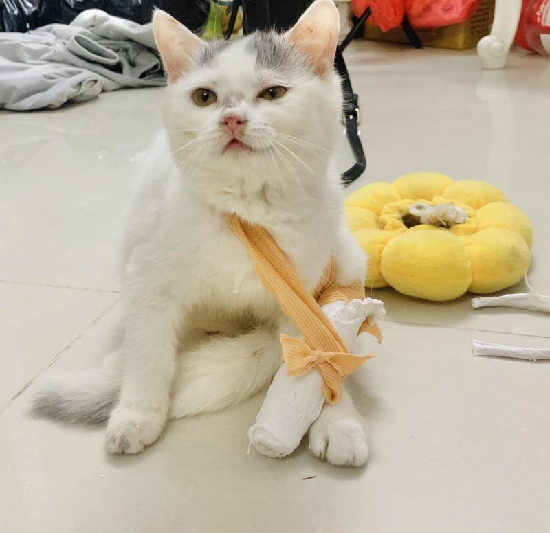 Đảo Mèo