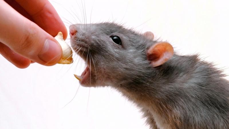 Những chú chuột có khả năng chui qua kẽ hở có kích thước 6mm