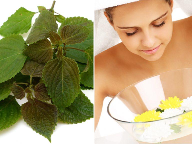 Dùng nước lá tía tô xông mặt để trị nám, tàn nhang