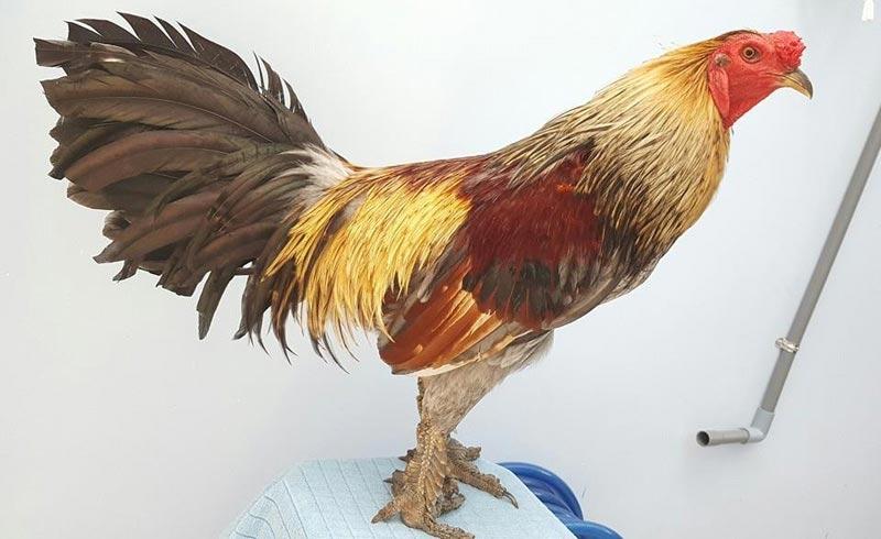 Mỗi con gà nòi vảy rồng có giá từ 3 triệu đồng trở lên, thậm chí có con lên đến 30 triệu đồng