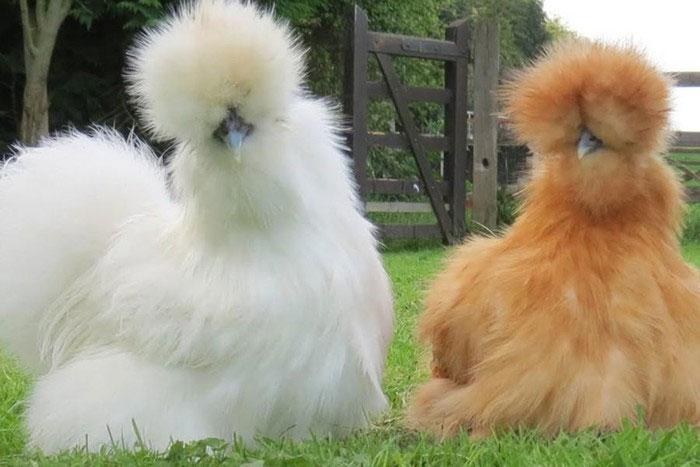 Gà Silkie