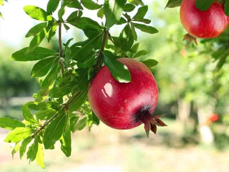 Giảm nguy cơ mắc các bệnh tim mạch