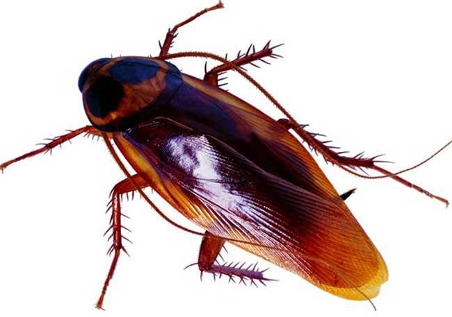 Gián có thể sống được ngay cả khi mất đầu