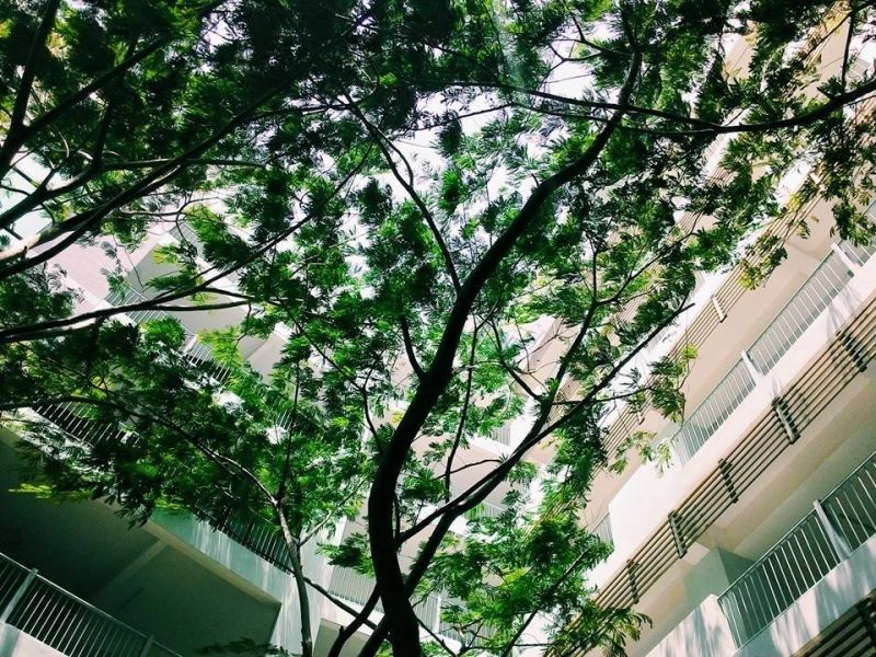 Những góc xanh nơi sân trường