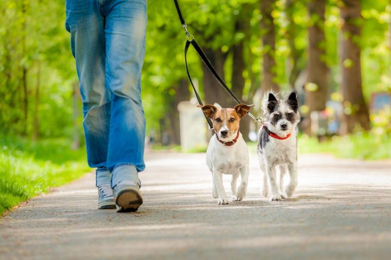 Hà Lan là quốc gia đầu tiên không có chó hoang