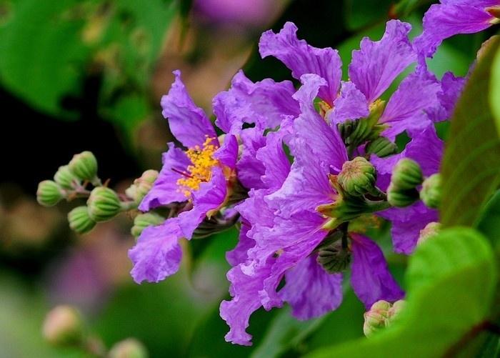 Hoa bằng lăng tím