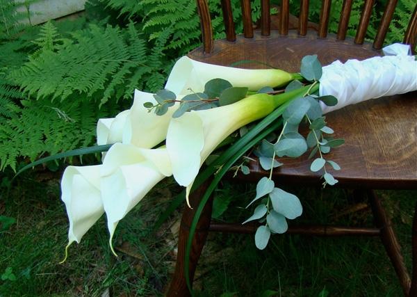 Hoa Calla